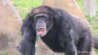 一只成年黑猩猩在迈阿密动物园里走来走去